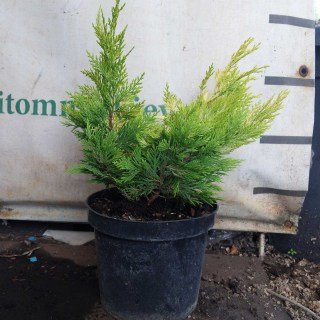 Реальне фото саджанця Голд Райдер 30см, контейнер С3