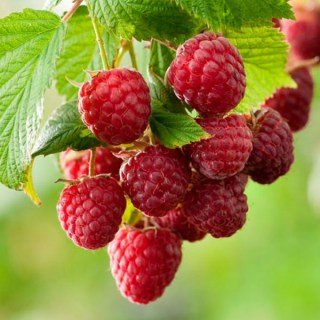 Малина Кванза (Kwanza) 