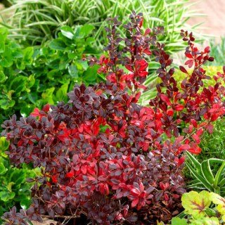 lTRGFttyquiebwUL-AzzijY3RietQUL2ZLB_J52mNeq3wYNSQtrePlFuB8q7qFEp