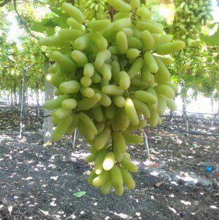 lambordgini--sazhentsy-vinograda-01