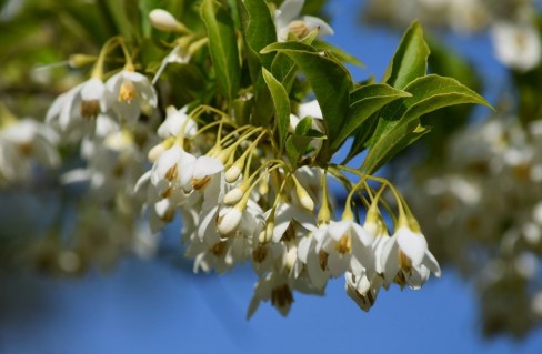 Галезія (Конвалієве дерево, ландышевое дерево) [2-річна з відкритим коренем]