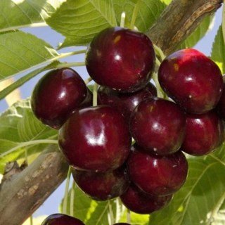 Черешня Лапінс [2-річна з відкритим коренем]