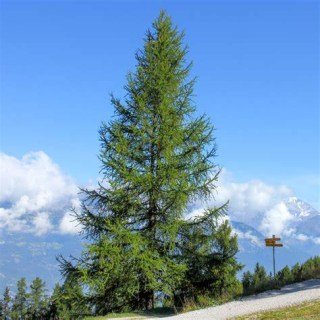 larix-decidua-03