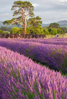 lavanda-grosso-00
