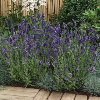 lavanda-grosso-01
