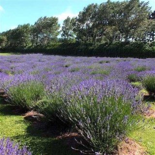 lavanda-grosso-03