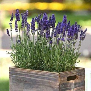 lavanda_uzkolistnaya_blue_scent-01