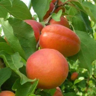 Абрикос Леді Кот (Lady Cot) [2-річний з відкритим коренем]