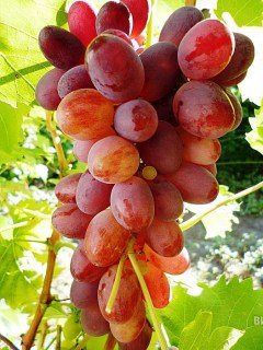 Виноград Льолік