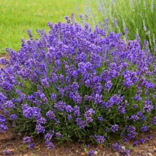 Лаванда вузьколиста Блю Сенд Ерлі (Blue Scent Early) 