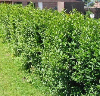 Бірючина звичайна (Ligustrum vulgare)