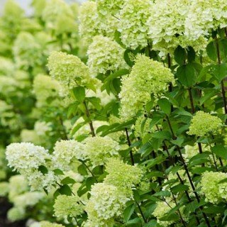 Гортензия метельчатая Лаймлайт (Limelight)