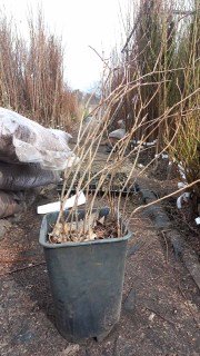 Реальні фото контейнер 10л, 6 років