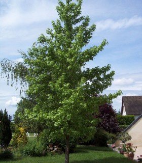 Ліквідамбар смолоносний (Liquidambar styraciflua)