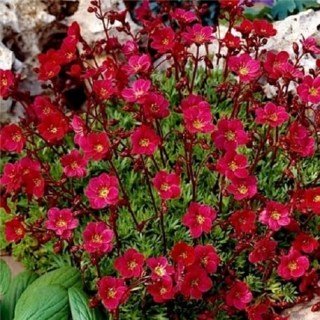 Ломикамінь Арендса Хайлендер червона