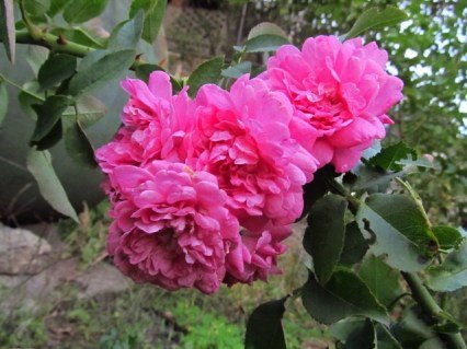 Троянда канадська Луї Жолье (Louis Jolliet) [контейнер 2л.]