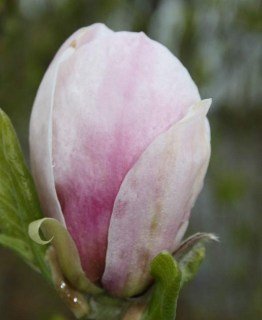 mag.-soul.-picture-16-14091822