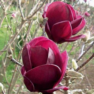 Магнолия Джени (Genie)