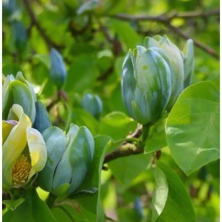 magnolia-blue2