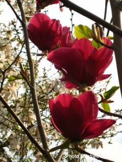 Магнолія Ієнс Ред (Jan's Red)