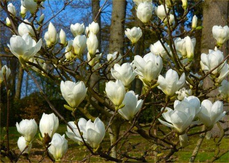 Магнолия Джейд Лэмп (Jade Lamp)