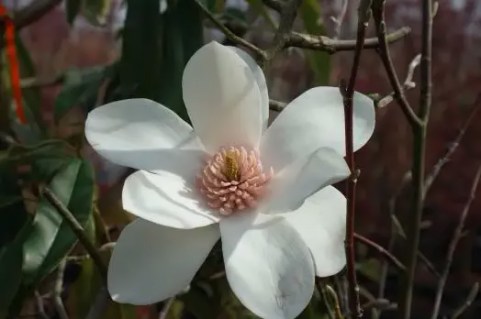 magnolia-joli-pompom-03