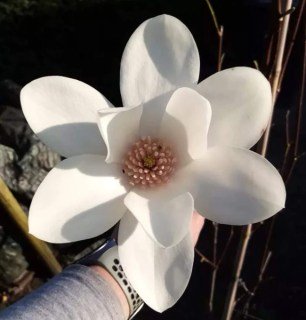 Магнолия Джоли Помпон (Joli Pompon)