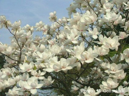 magnolia-manchu-fan-01