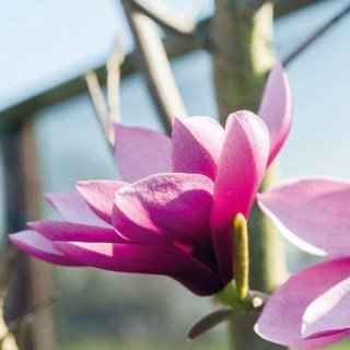 Магнолія Пурпл Стар (Purple Star)