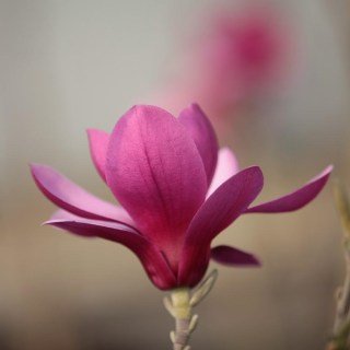 magnolia-purple-star-03