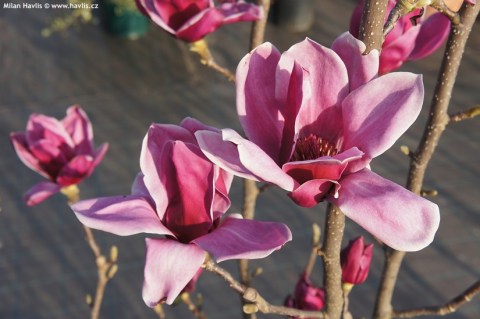 Магнолія Шираз (Shirazz)