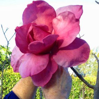 Магнолія Вулкан (Vulcan)