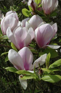 Магнолія Пікардс Сандью (Pickard's Sundew)