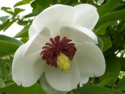 Магнолия Зибольда (Magnolia sieboldii)