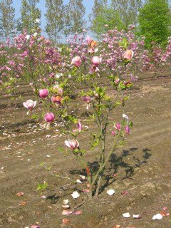 magnolia_soulangeana_lennei-01