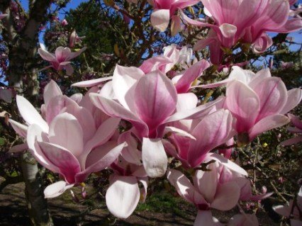magnolia_soulangeana_winelight_01