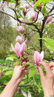 magnolia_soulangeana_winelight_03