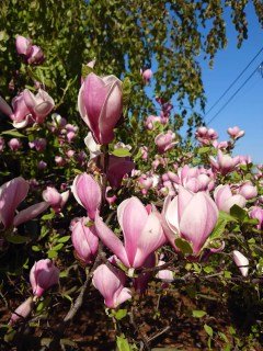 magnolia_soulangeana_winelight_04