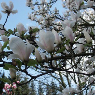 Магнолия суланжа Альба Суперба (Alba Superba)