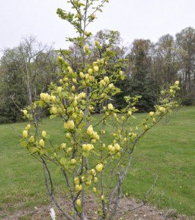 magnoliya-bruklinskaya-yellow-bird-3-532x600