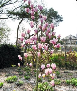 magnoliya-xeven-sczent-7