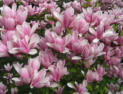 Магнолія Хевен Сцент (Heaven Scent)