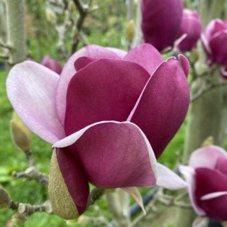 Магнолия Камео (Magnolia Cameo)