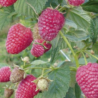 Малина Брусвяна [2-річна з відкритим коренем]