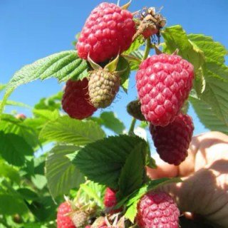 Малина Євразія [2-річна з відкритим коренем]