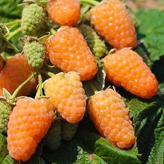 Малина Помаранчеве Диво