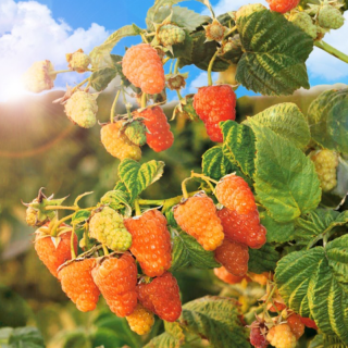 malina-oranzhevoe-chudo-01