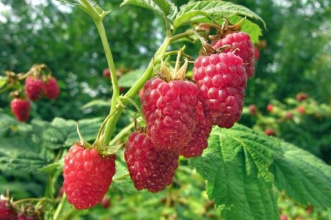 Малина Ляшка