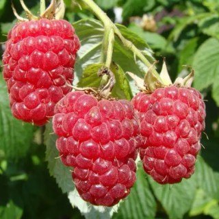 Малина Версаль (Versailles)