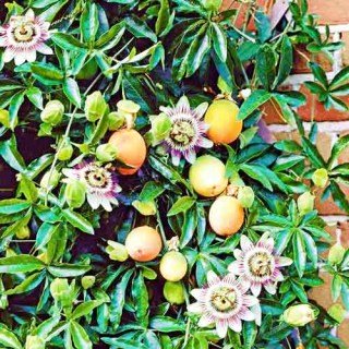 marakuyya-passiflora-syedobnaya1